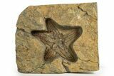 Very Detailed, Ordovician Fossil Starfish - Morocco #321044-1